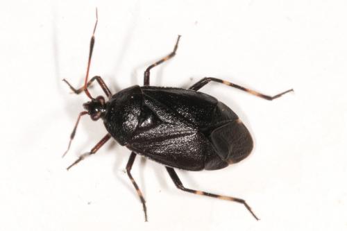 Réf. 183 749 : Deraeocoris trifasciatus